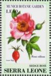 Colnect-4207-957-Hedge-rose-Rosa-villosa.jpg