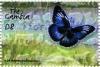 Colnect-4716-300-Blue-diadem-butterfly.jpg