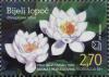 Colnect-5091-019-European-white-water-lily-Nymphaea-alba-L.jpg