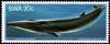 Colnect-5207-333-Fin-Whale-Balaenoptera-physalus.jpg