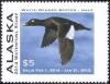 Colnect-6339-830-White-Winged-Scoter-Male.jpg