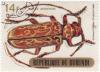Colnect-937-795-Longhorn-Beetle-Brachytritus-hieroglyphicus.jpg
