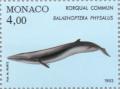 Colnect-149-600-Fin-Whale-Balaenoptera-physalus.jpg