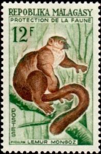 Colnect-2580-945-Mongoose-Lemur-Eulemur-mongoz.jpg