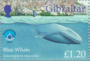 Colnect-120-904-Blue-Whale-Balaenoptera-musculus.jpg