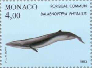 Colnect-149-600-Fin-Whale-Balaenoptera-physalus.jpg
