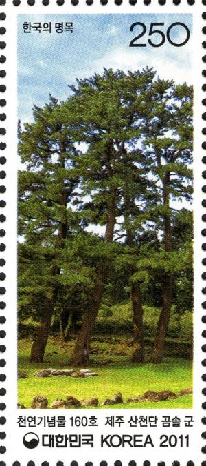 Colnect-1605-737-A-group-of-Japanese-black-pines-at-Sandcheondan-Jeju.jpg