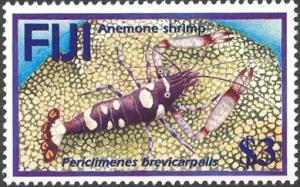 Colnect-1613-711-White-spotted-Anemone-Shrimp-Periclimenes-brevicarpalis.jpg