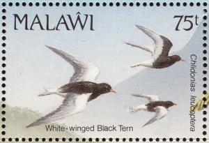 Colnect-1671-851-White-winged-Tern-nbsp-.jpg
