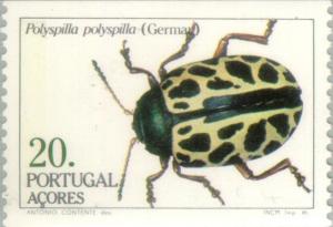 Colnect-186-134-Leaf-Beetle-Polyspilla-polyspilla-.jpg