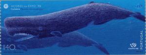 Colnect-187-397-Sperm-Whale-Physeter-macrocephalus.jpg