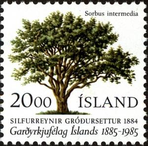 Colnect-3929-911-Tree-Sorbus-intermedia.jpg