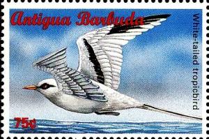 Colnect-4121-399-White-tailed-tropicbird.jpg