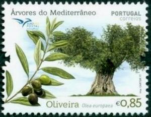 Colnect-4202-209-Olive-tree-Olea-europaea.jpg