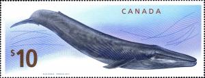 Colnect-768-326-Blue-Whale-Balaenoptera-musculus.jpg
