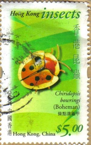 Colnect-969-042-Red-cap-Tortoise-Beetle-Chiridopsis-bowringi.jpg