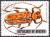 Colnect-958-652-Longhorn-Beetle-Brachytritus-hieroglyphicus.jpg