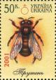 Colnect-3499-224-Bee-Apis-sp---Drone.jpg