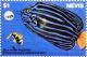 Colnect-3544-856-Blue-stripe-angelfish.jpg
