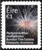 Colnect-2463-259-Fireworks-Anemone-Pachycerianthus-multiplicatus.jpg