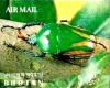 Colnect-3014-814-Rose-Chafer-Dicranorrhina-micans.jpg