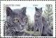 Colnect-3994-089-Korat-Felis-silvestris-catus.jpg