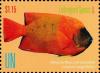 Colnect-5352-317-Clarion-angelfish-Holacanthus-clarionensis.jpg