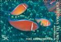 Colnect-2726-703-Pink-Anemonefish-Amphiprion-perideraion.jpg
