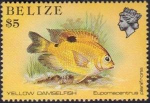 Colnect-2073-072-Yellow-Damselfish-Eupomacentrus-planifrons.jpg