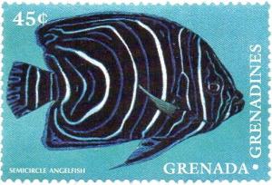 Colnect-2355-068-Semicircle-Angelfish-Pomacanthus-semicirculatus.jpg