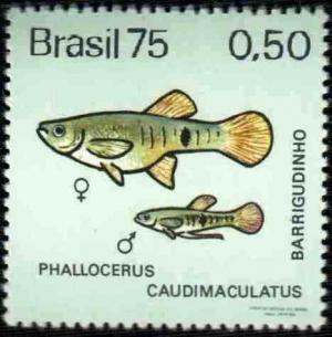 Colnect-793-430-Spottail-Mosquitofish-Phallocerus-caudimaculatus-.jpg