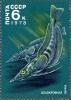 Colnect-2809-247-Mackerel-Icefish-Champsocephalus-gunnari.jpg