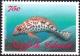 Colnect-2502-143-Splendid-Hawkfish-Notocirrhitus-splendens.jpg