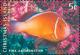Colnect-2727-128-Pink-Anemonefish-Amphiprion-perideraion.jpg