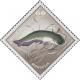 Colnect-888-622-Amur-Catfish-Parasilurus-asotus.jpg
