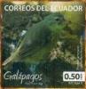 Colnect-5843-008-Woodpecker-Finch-Camarhynchus-pallidus.jpg