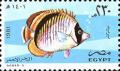 Colnect-3353-536-Lined-Butterflyfish-Chaetodon-lineolatus.jpg