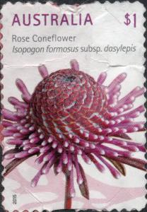 Colnect-6011-988-Rose-Cornflower-Isopogon-formosus.jpg