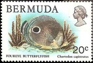 Colnect-1491-884-Foureye-Butterflyfish-Chaetodon-capistratus.jpg
