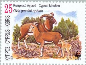Colnect-180-748-Cyprus-Mouflon-Ovis-gmelini-ophion.jpg