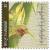 Colnect-1818-841-Bulbophyllum-uniflorum-synBulbophyllum-galbinum.jpg