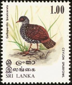 Colnect-862-145-Sri-Lanka-Spurfowl-Galloperdix-bicalcarata.jpg