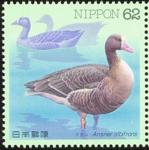 Colnect-608-822-Greater-White-fronted-Goose-Anser-albifrons.jpg