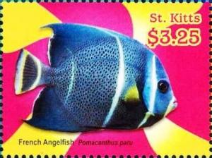Colnect-6317-457-French-angelfish.jpg