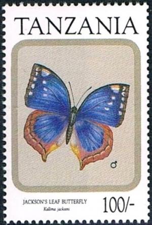 Colnect-2598-386-Jackson-s-Leaf-Butterfly-Kallima-jacksoni.jpg