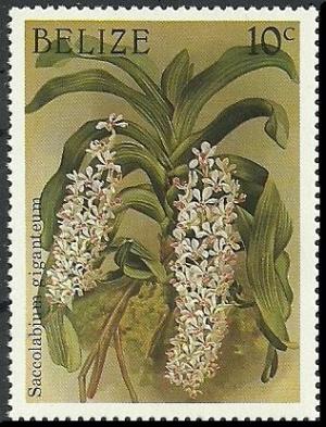 Colnect-1790-238-Rhynchostylis-gigantea-synSaccolabium-giganteum.jpg