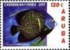 Colnect-1366-333-French-Angelfish-Pomacanthus-paru.jpg