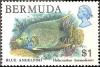 Colnect-1491-887-Bermuda-Blue-Angelfish-Holacanthus-bermudensis.jpg