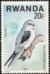 Colnect-1780-801-Black-winged-Kite-Elanus-caeruleus.jpg