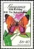 Colnect-3489-884-Pansy-Daggerwing-Marpesia-marcella.jpg